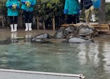 新江ノ島水族館に投稿された画像（2025/4/4）