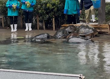 新江ノ島水族館に投稿された画像（2025/4/4）