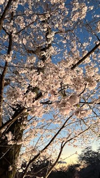 NAKED meets 二条城 2025 観月に投稿された画像（2025/4/4）