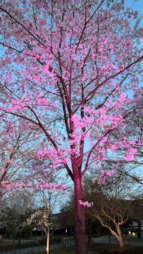 NAKED meets 二条城 2025 観月に投稿された画像（2025/4/4）