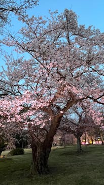 NAKED meets 二条城 2025 観月に投稿された画像（2025/4/4）