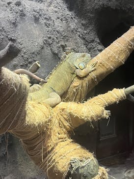 恩賜上野動物園に投稿された画像（2025/4/4）