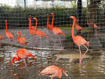 恩賜上野動物園に投稿された画像（2025/4/4）