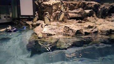 すみだ水族館に投稿された画像（2025/4/4）