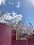 ひらかたパークに投稿された画像（2025/4/4）