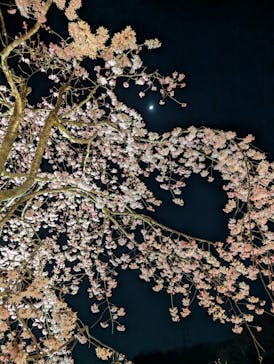 NESTA RESORT KOBE（ネスタリゾート神戸）に投稿された画像（2025/4/4）