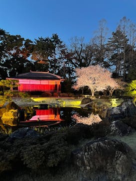 NAKED meets 二条城 2025 観月に投稿された画像（2025/4/4）