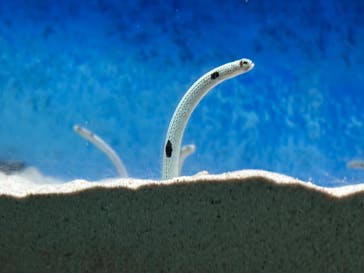 大分マリーンパレス水族館 「うみたまご」に投稿された画像（2025/4/4）