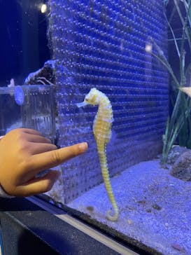 竹島水族館に投稿された画像（2025/4/4）