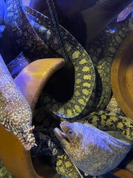 竹島水族館に投稿された画像（2025/4/4）