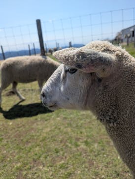 マザー牧場に投稿された画像（2025/4/4）