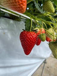 お陽様農園に投稿された画像（2025/4/4）