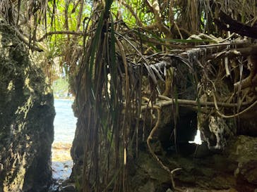 沖縄ネイチャーコーディネート・アンダゴに投稿された画像（2025/4/4）