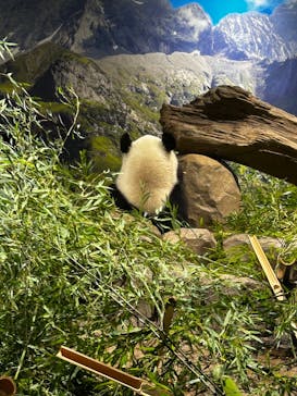 恩賜上野動物園に投稿された画像（2025/4/4）