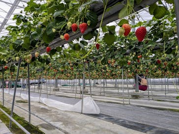 淡路ファームパーク イングランドの丘に投稿された画像（2025/4/4）