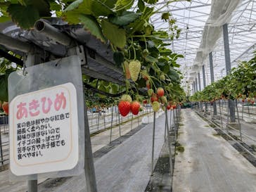 淡路ファームパーク イングランドの丘に投稿された画像（2025/4/4）