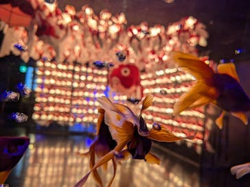 NARA KINGYO MUSEUMに投稿された画像（2025/4/4）