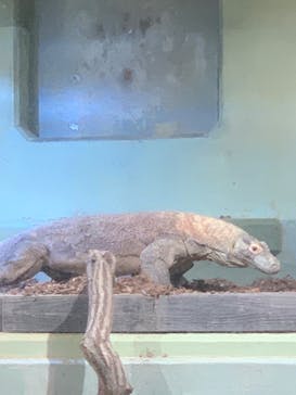 名古屋市東山動植物園に投稿された画像（2025/4/4）