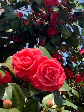 名古屋市東山動植物園に投稿された画像（2025/4/4）