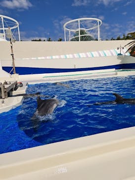 鴨川シーワールドに投稿された画像（2025/4/4）