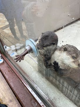 横浜・八景島シーパラダイスに投稿された画像（2025/4/5）