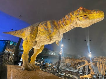 福井県立恐竜博物館に投稿された画像（2025/4/5）