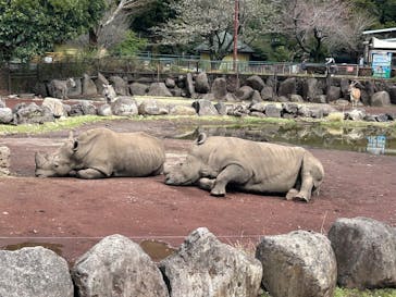 伊豆アニマルキングダムに投稿された画像（2025/4/5）