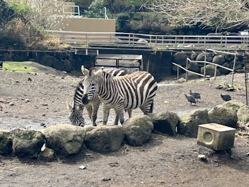 伊豆アニマルキングダムに投稿された画像（2025/4/5）