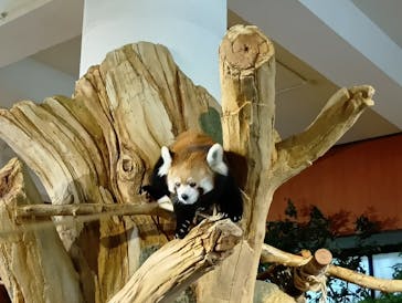 ネオパークオキナワに投稿された画像（2025/4/5）