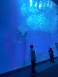 アクアワールド茨城県大洗水族館に投稿された画像（2025/4/5）