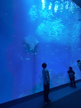 アクアワールド茨城県大洗水族館に投稿された画像（2025/4/5）