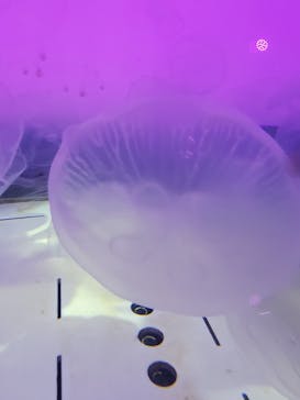 アクアワールド茨城県大洗水族館に投稿された画像（2025/4/5）