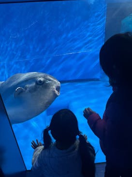 アクアワールド茨城県大洗水族館に投稿された画像（2025/4/5）