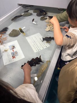 アクアワールド茨城県大洗水族館に投稿された画像（2025/4/5）