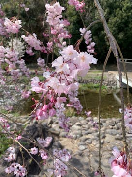 万博記念公園に投稿された画像（2025/4/5）