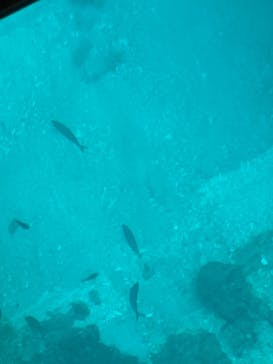 青の洞窟専門店　沖縄ダイビングショップ和に投稿された画像（2025/4/5）