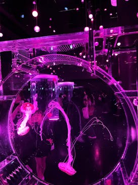 マクセル アクアパーク品川に投稿された画像（2025/4/5）