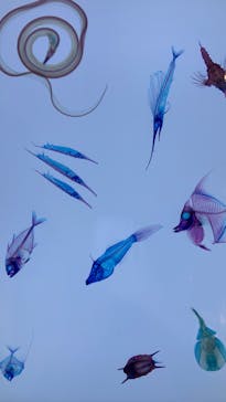 新世界『透明標本』展 ＠北九州市科学館に投稿された画像（2025/4/5）