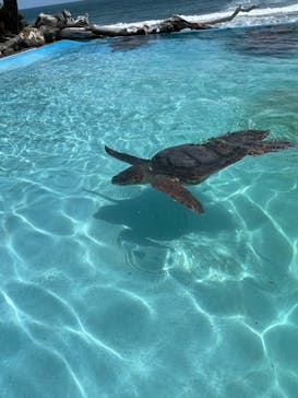 鴨川シーワールドに投稿された画像（2025/4/5）