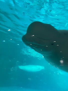 鴨川シーワールドに投稿された画像（2025/4/5）