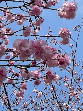 名古屋市東山動植物園に投稿された画像（2025/4/5）