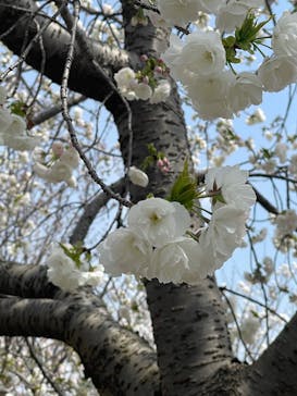 名古屋市東山動植物園に投稿された画像（2025/4/5）