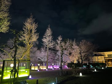 NAKED meets 二条城 2025 観月に投稿された画像（2025/4/5）