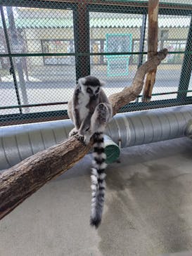 岩手サファリパークに投稿された画像（2025/4/5）