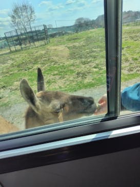 岩手サファリパークに投稿された画像（2025/4/5）