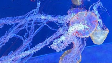 すみだ水族館に投稿された画像（2025/4/5）