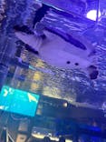 すみだ水族館に投稿された画像（2025/4/5）