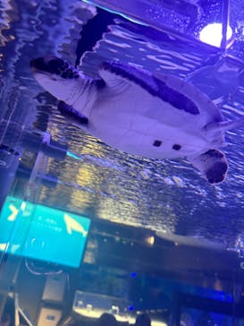 すみだ水族館に投稿された画像（2025/4/5）