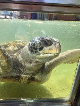 下田海中水族館に投稿された画像（2025/4/5）