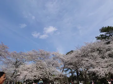新宿御苑に投稿された画像（2025/4/5）